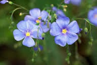Om hoppet är en blomma